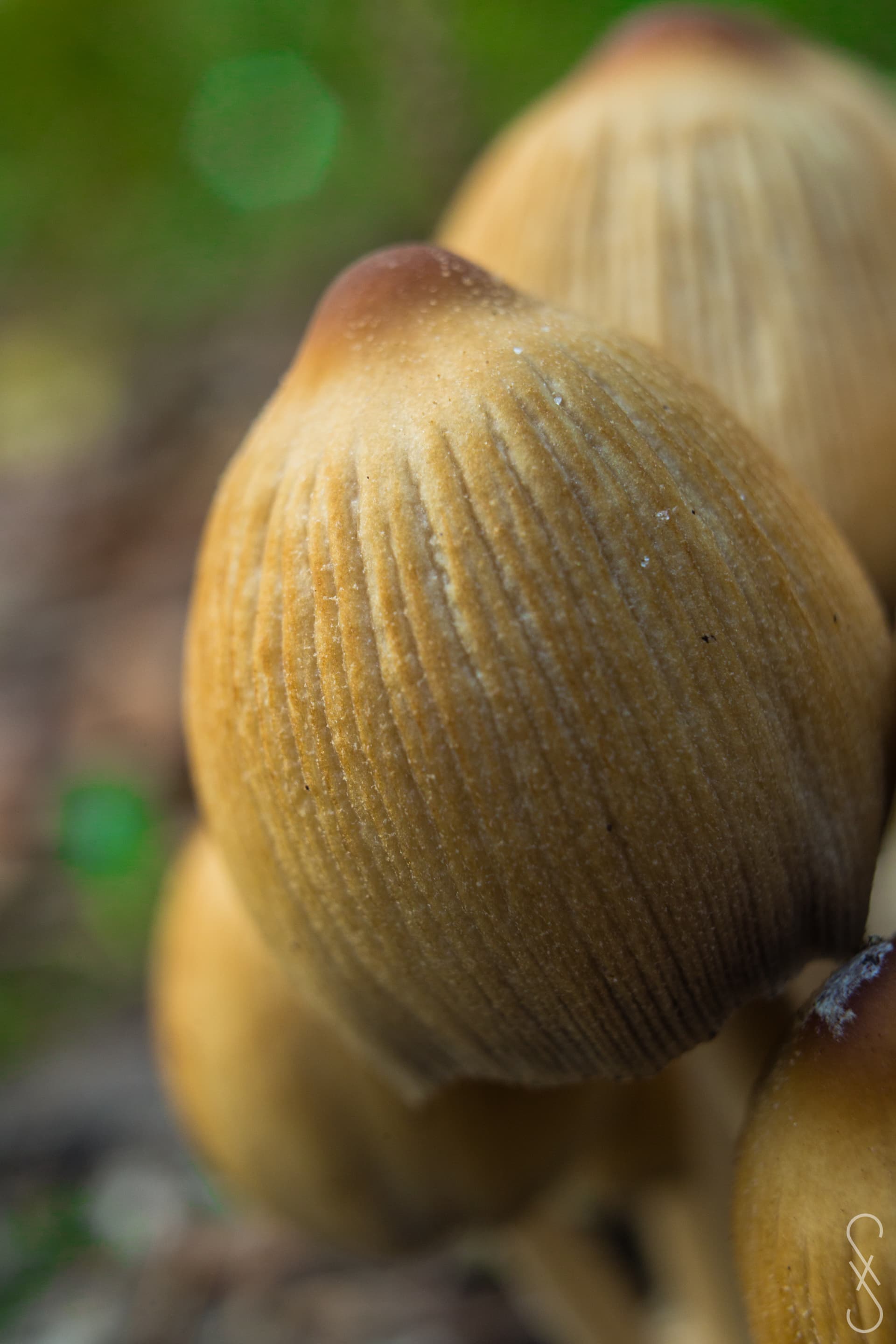 Un champignon de forme oblong poussant au milieux d'autres champignons.