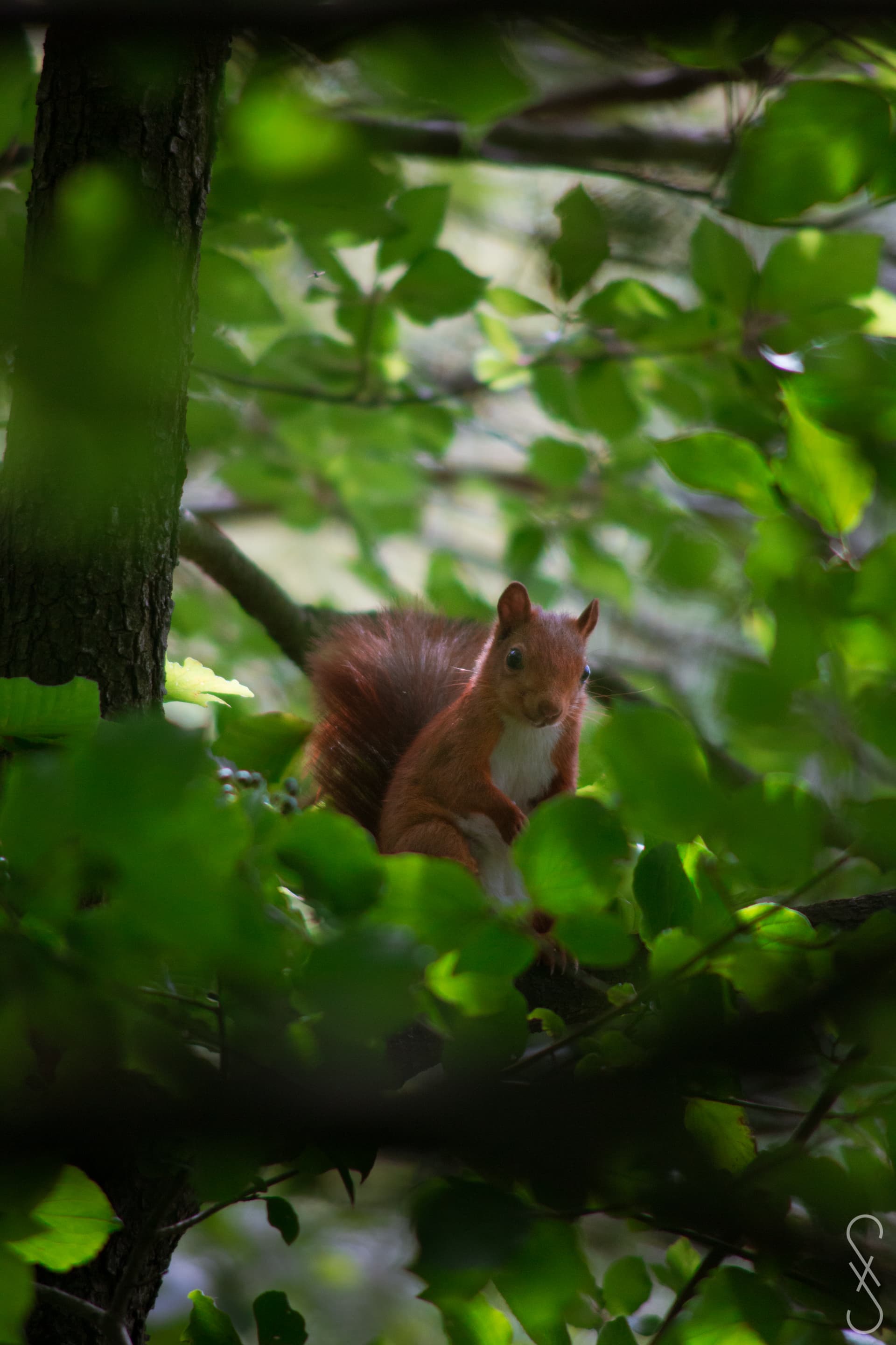 Un écureuil assis sur une branche entouré de feuille verte.