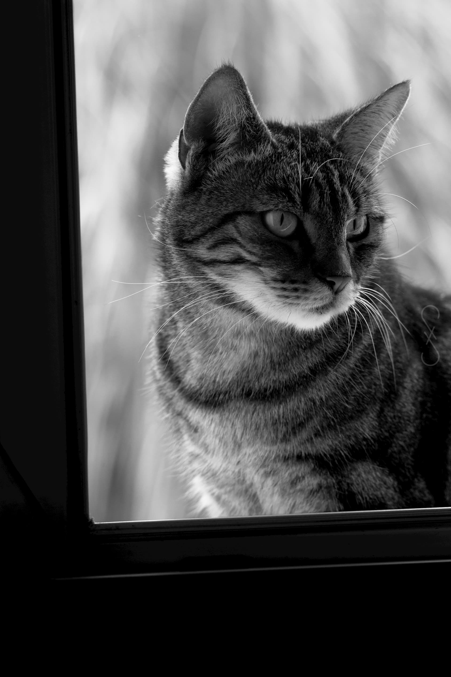 Portrait d'un chat regardant, vers la droite, à l'intérieur d'une maison par la fenêtre