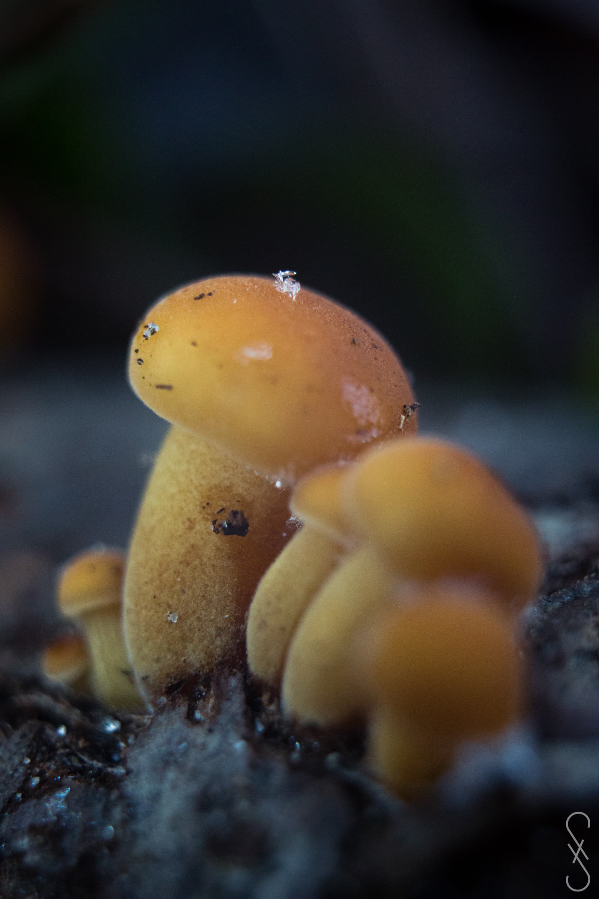 Un groupe de six champignons orange, avec sur l'un deux de petits cristaux de glaces.